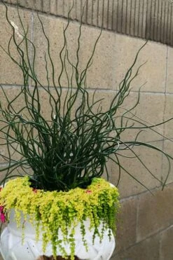 Big Twister Giant Corkscrew Rush (Juncus Effusus) - 1 Gallon Pot -Garden Plant Store Juncus Big Twister 12