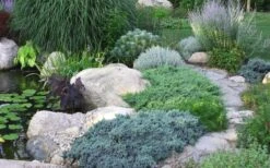 Blue Star Juniper - 2 Gallon Pot -Garden Plant Store Juniper Blue Star 14