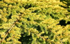 All Gold Golden Pacific Juniper - 2 Gallon Pot -Garden Plant Store Juniper Golden Pacific 10 1