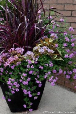 Trailing Lavender Lantana - 5 Pack Of Pint Pots -Garden Plant Store Lantana Trailing Lavender 16