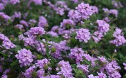 Trailing Lavender Lantana - 5 Pack Of Pint Pots -Garden Plant Store Lantana Trailing Lavender 2
