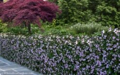 Trailing Lavender Lantana - 5 Pack Of Pint Pots -Garden Plant Store Lantana Trailing Lavender 22