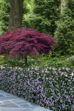 Trailing Lavender Lantana - 5 Pack Of Pint Pots -Garden Plant Store Lantana Trailing Lavender 23