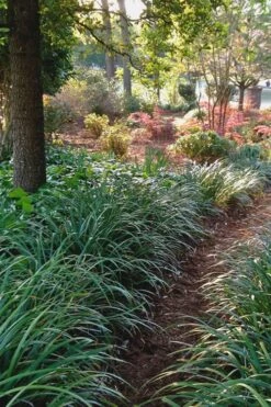 Emerald Goddess Liriope (Lilyturf) - 1 Gallon Pot -Garden Plant Store Liriope Emerald Goddess 500x750 1