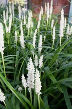 Monroe's White Liriope (Lilyturf) - 6 Pack Of 1 Gallon Pots -Garden Plant Store Liriope Monroes White 500x750 1