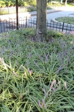 Variegated Liriope - Monkey Grass / Lilyturf - 6 Pack Of Pint Pots -Garden Plant Store Liriope Variegata 6