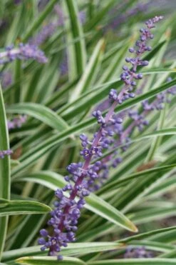 Variegated Liriope - Monkey Grass / Lilyturf - 6 Pack Of Pint Pots -Garden Plant Store Liriope Variegata 7