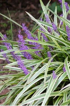 Variegated Liriope - Monkey Grass / Lilyturf - 6 Pack Of Pint Pots -Garden Plant Store Liriope Variegated 15