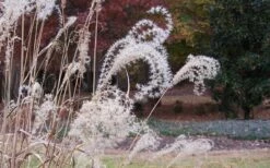 Little Zebra Grass - Miscanthus - 3 Gallon Pot -Garden Plant Store Little Zebra Grass 1