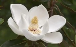 Alta Southern Magnolia - 7 Gallon Pot (3-4') -Garden Plant Store Magnolia Alta 2