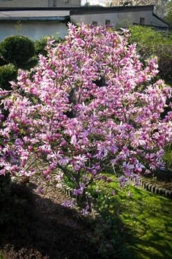 Betty Magnolia Tulip Tree - 3 Gallon Pot -Garden Plant Store Magnolia Betty 7 1