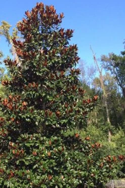 Brackens Brown Beauty Magnolia - 7 Gallon Pot (3-4') -Garden Plant Store Magnolia Bracken Brown Beauty 500x750 3