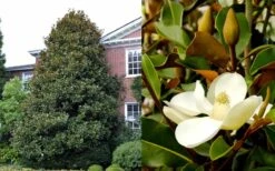 Brackens Brown Beauty Magnolia - 7 Gallon Pot (3-4') -Garden Plant Store Magnolia Brackens Brown Beauty 1 2