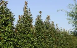 Brackens Brown Beauty Magnolia - 3 Gallon Pot -Garden Plant Store Magnolia Brackens Brown Beauty 6 1