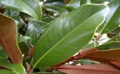 Brackens Brown Beauty Magnolia - 1 Gallon Pot -Garden Plant Store Magnolia Brackens Brown Beauty Leaves 4