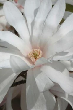 Centennial Star Magnolia - 1 Gallon Pot -Garden Plant Store Magnolia Centennial 11 1