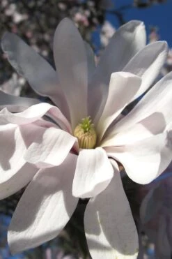 Centennial Star Magnolia - 1 Gallon Pot -Garden Plant Store Magnolia Centennial 13 1