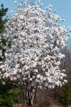 Centennial Star Magnolia - 1 Gallon Pot -Garden Plant Store Magnolia Centennial 19 1