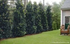 Claudia Wannamaker Southern Magnolia - 7 Gallon Pot (5-6') -Garden Plant Store Magnolia Claudia Wannamaker 2