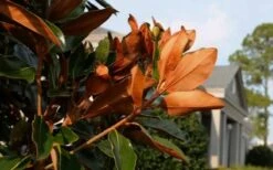 Claudia Wannamaker Southern Magnolia - 5 Gallon Pot -Garden Plant Store Magnolia Claudia Wannamaker 3 3