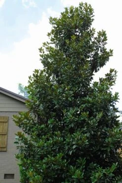 Claudia Wannamaker Southern Magnolia - 7 Gallon Pot (4-5') -Garden Plant Store Magnolia Claudia Wannamaker 4 1