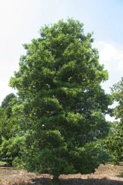 Green Shadow Sweetbay Magnolia Tree (Magnolia Virginiana) - 3 Gallon Pot (4-5') -Garden Plant Store Magnolia Green Shadow Sweetbay Mature