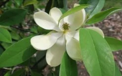 Green Shadow Sweetbay Magnolia Tree (Magnolia Virginiana) - 3 Gallon Pot (4-5') -Garden Plant Store Magnolia GreenShadow Sweet Bay Flower 2