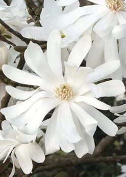Royal Star Magnolia - 1 Gallon Pot 13 Royal Star Magnolia - 1 Gallon Pot -Garden Plant Store Magnolia Royal Star 10 2