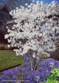 Royal Star Magnolia - 3 Gallon Pot 10 Royal Star Magnolia - 3 Gallon Pot -Garden Plant Store Magnolia Royal Star 12 1