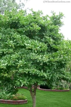 Royal Star Magnolia - 3 Gallon Pot 11 Royal Star Magnolia - 3 Gallon Pot -Garden Plant Store Magnolia Stellata 1 3