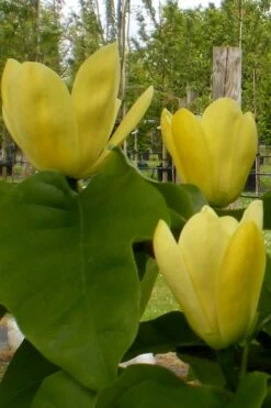 Yellow Bird Magnolia Tulip Tree - 1 Gallon Pot -Garden Plant Store Magnolia Yellow Bird 10 1