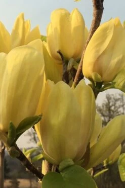 Yellow Bird Magnolia Tulip Tree - 3 Gallon Pot -Garden Plant Store Magnolia Yellow Bird 14
