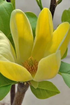 Yellow Bird Magnolia Tulip Tree - 1 Gallon Pot -Garden Plant Store Magnolia Yellow Bird 16 1