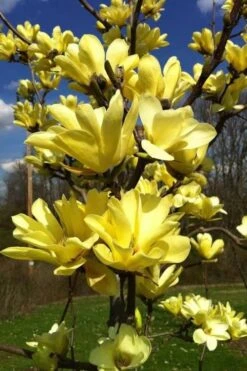 Yellow Bird Magnolia Tulip Tree - 3 Gallon Pot -Garden Plant Store Magnolia Yellow Bird 32