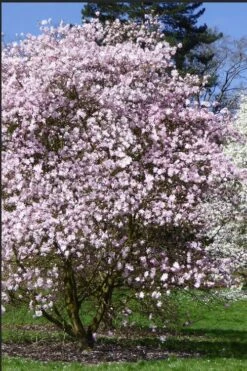 Centennial Blush Star Magnolia - 3 Gallon Pot -Garden Plant Store Magnolia stellata centennial blush 2
