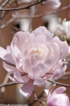 Centennial Blush Star Magnolia - 3 Gallon Pot -Garden Plant Store Magnolia stellata centennial blush 3