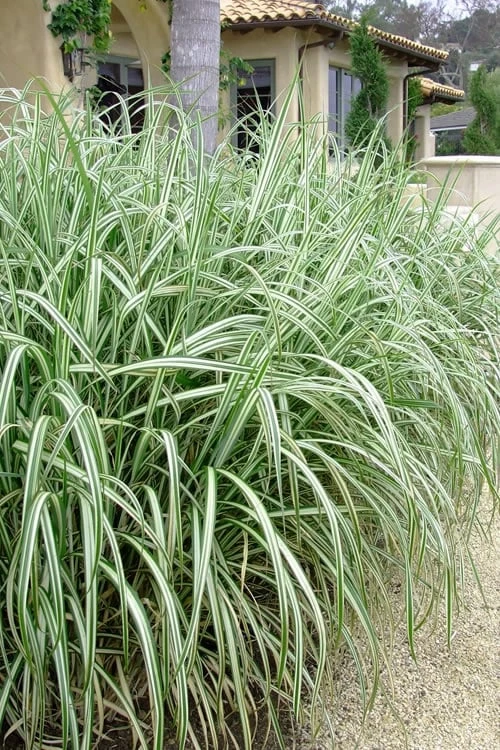 Variegated Maiden Grass - Miscanthus Sinensis 'Variegatus' - 1 Gallon Pot 1 Variegated Maiden Grass - Miscanthus Sinensis 'Variegatus' - 1 Gallon Pot