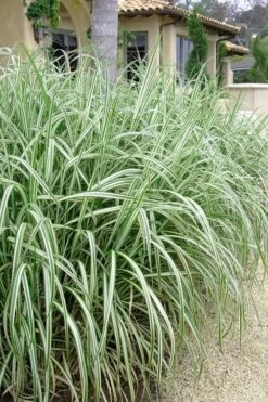 Variegated Maiden Grass - Miscanthus Sinensis 'Variegatus' - 6 Pack Of 1 Gallon Pots 9 Variegated Maiden Grass - Miscanthus Sinensis 'Variegatus' - 6 Pack Of 1 Gallon Pots -Garden Plant Store Maiden Grass Variegated 11