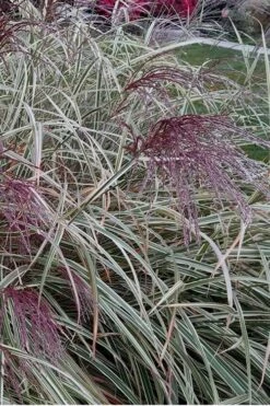 Variegated Maiden Grass - Miscanthus Sinensis 'Variegatus' - 3 Gallon Pot -Garden Plant Store Maiden Grass Variegated 12 1