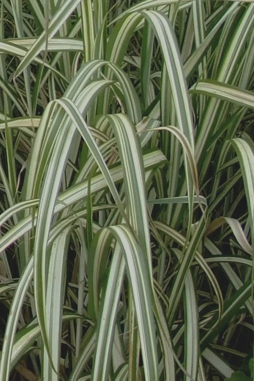 Variegated Maiden Grass - Miscanthus Sinensis 'Variegatus' - 1 Gallon Pot 6 Variegated Maiden Grass - Miscanthus Sinensis 'Variegatus' - 1 Gallon Pot - Image 6