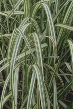 Variegated Maiden Grass - Miscanthus Sinensis 'Variegatus' - 6 Pack Of 1 Gallon Pots 11 Variegated Maiden Grass - Miscanthus Sinensis 'Variegatus' - 6 Pack Of 1 Gallon Pots -Garden Plant Store Maiden Grass Variegated 13