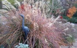 Adagio Dwarf Maiden Grass - Miscanthus Sinensis - 1 Gallon Pot -Garden Plant Store Miscanthus Adagio Fall Foliage Color