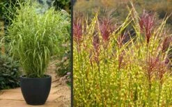 Gold Breeze Zebra Grass (Miscanthus) - 1 Gallon Pot -Garden Plant Store Miscanthus Gold Breeze Flowers