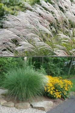 Maiden Grass - Miscanthus Sinensis 'Gracillimus' - 6 Pack Of 1 Gallon Pots -Garden Plant Store Miscanthus Gracillimus 500x750 1