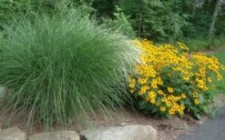 Maiden Grass - Miscanthus Sinensis 'Gracillimus' - 1 Gallon Pot -Garden Plant Store Miscanthus Gracillimus With Rudbeckia 1