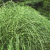 Little Zebra Grass - Miscanthus - 3 Gallon Pot