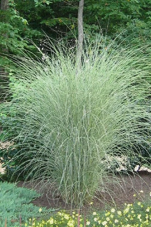 Morning Light Maiden Grass - Miscanthus Sinensis - 6 Pack Of 1 Gallon Pots 1 Morning Light Maiden Grass - Miscanthus Sinensis - 6 Pack Of 1 Gallon Pots