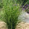 Porcupine Zebra Grass (Miscanthus Sinensis 'Strictus') - 3 Gallon Pot