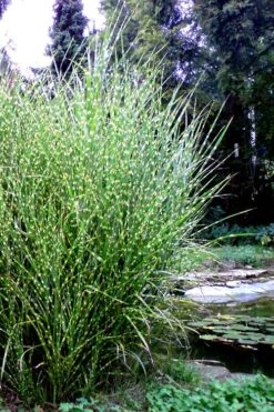 Porcupine Zebra Grass (Miscanthus Sinensis 'Strictus') - 3 Gallon Pot -Garden Plant Store Miscanthus Porcupine Grass 14