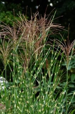 Porcupine Zebra Grass (Miscanthus Sinensis 'Strictus') - 3 Gallon Pot -Garden Plant Store Miscanthus Porcupine Grass 5